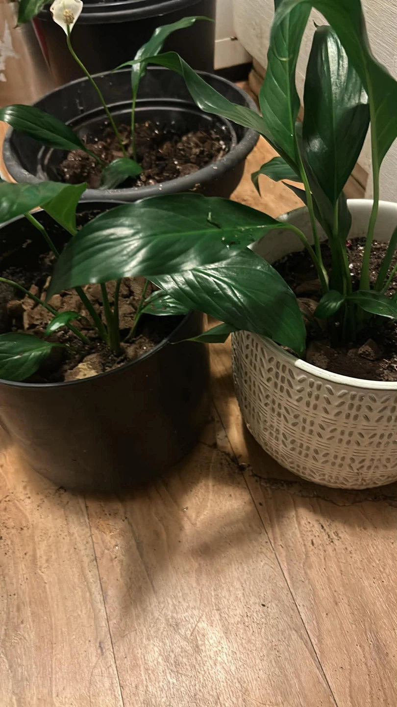 Assorted Potted Plants - Geraniums and Peace Lily - photo 5
