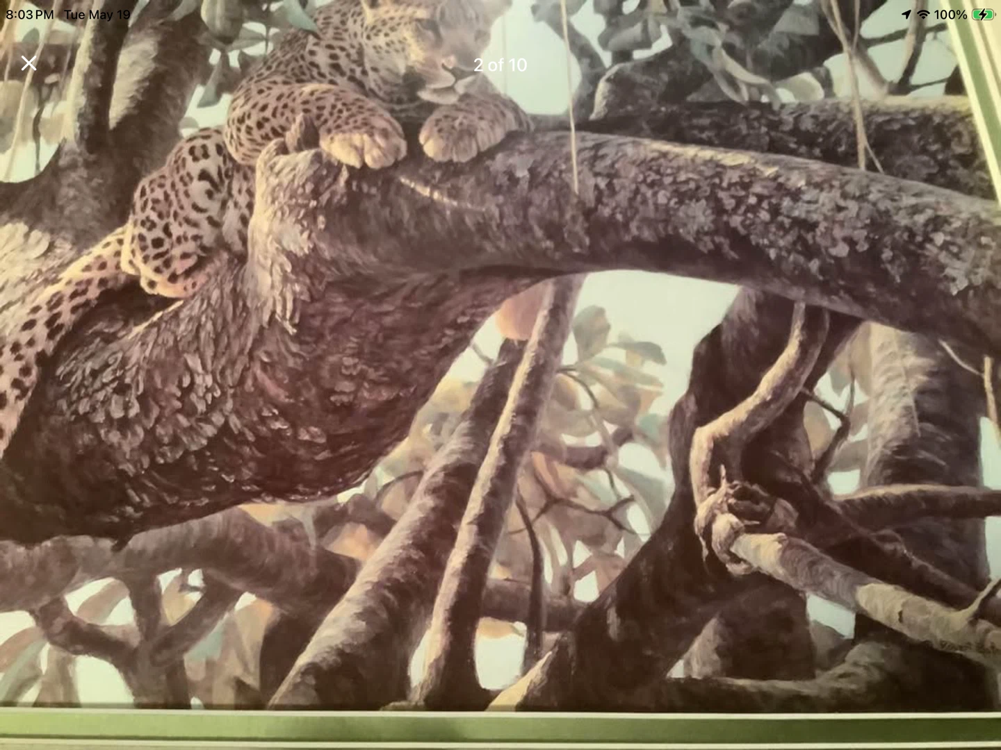 Cdn Artist Robert Bateman’s Print “Leopard in a Sausage Tree” 🐞 - photo 3