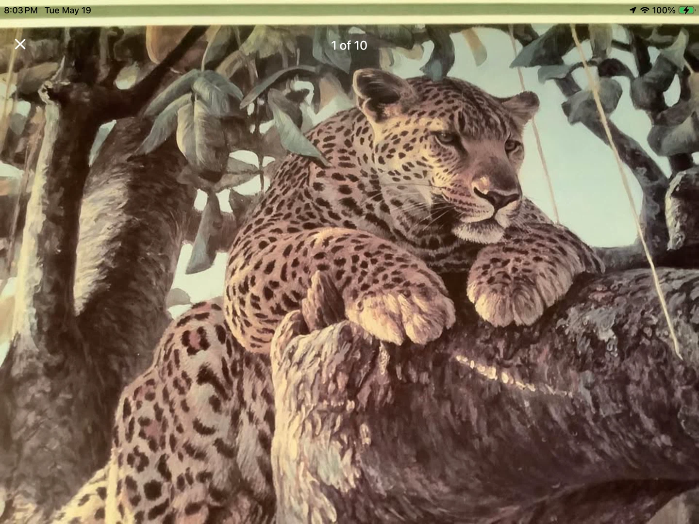 Cdn Artist Robert Bateman’s Print “Leopard in a Sausage Tree” 🐞