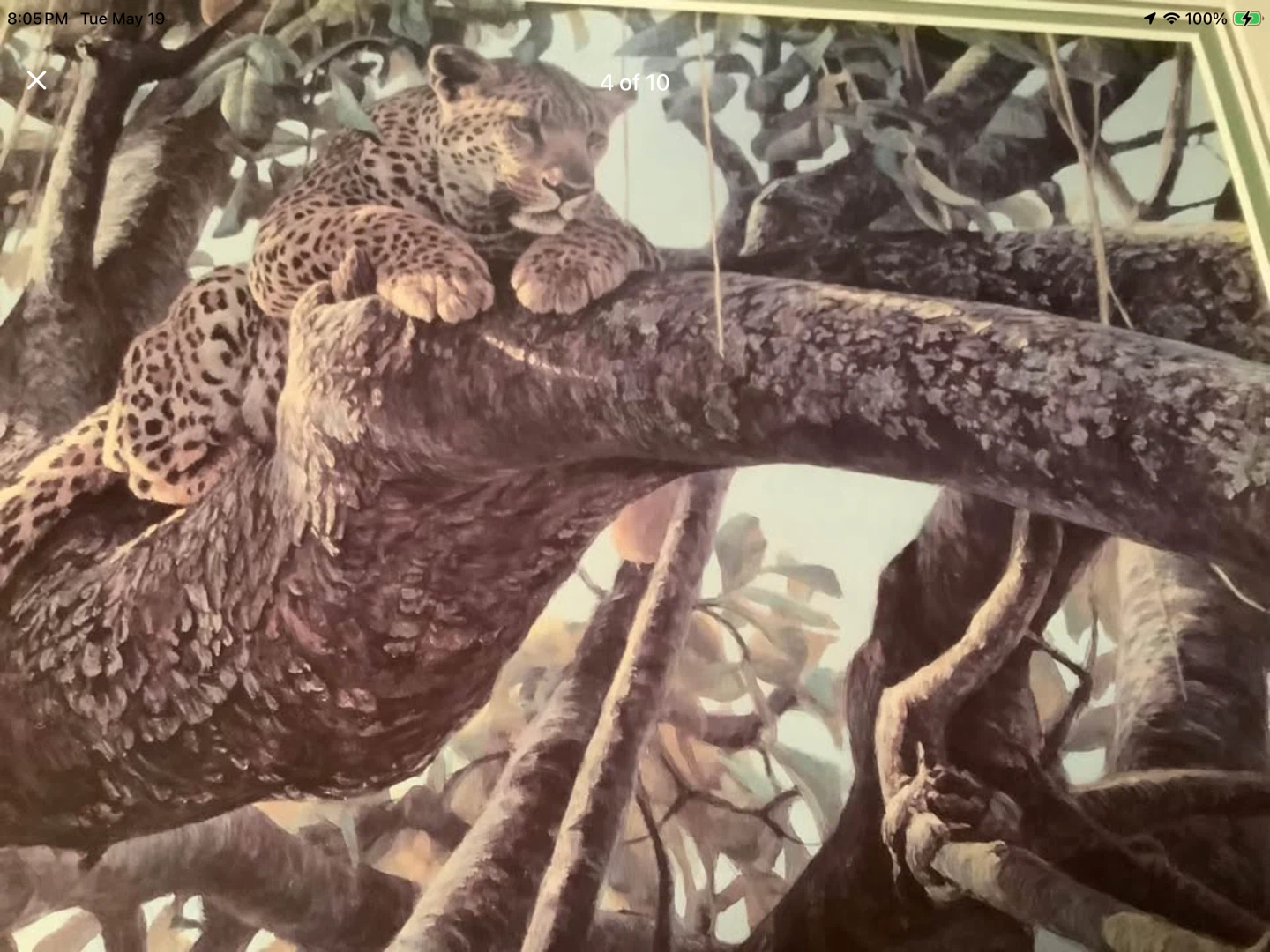 Cdn Artist Robert Bateman’s Print “Leopard in a Sausage Tree” 🐞 - photo 2