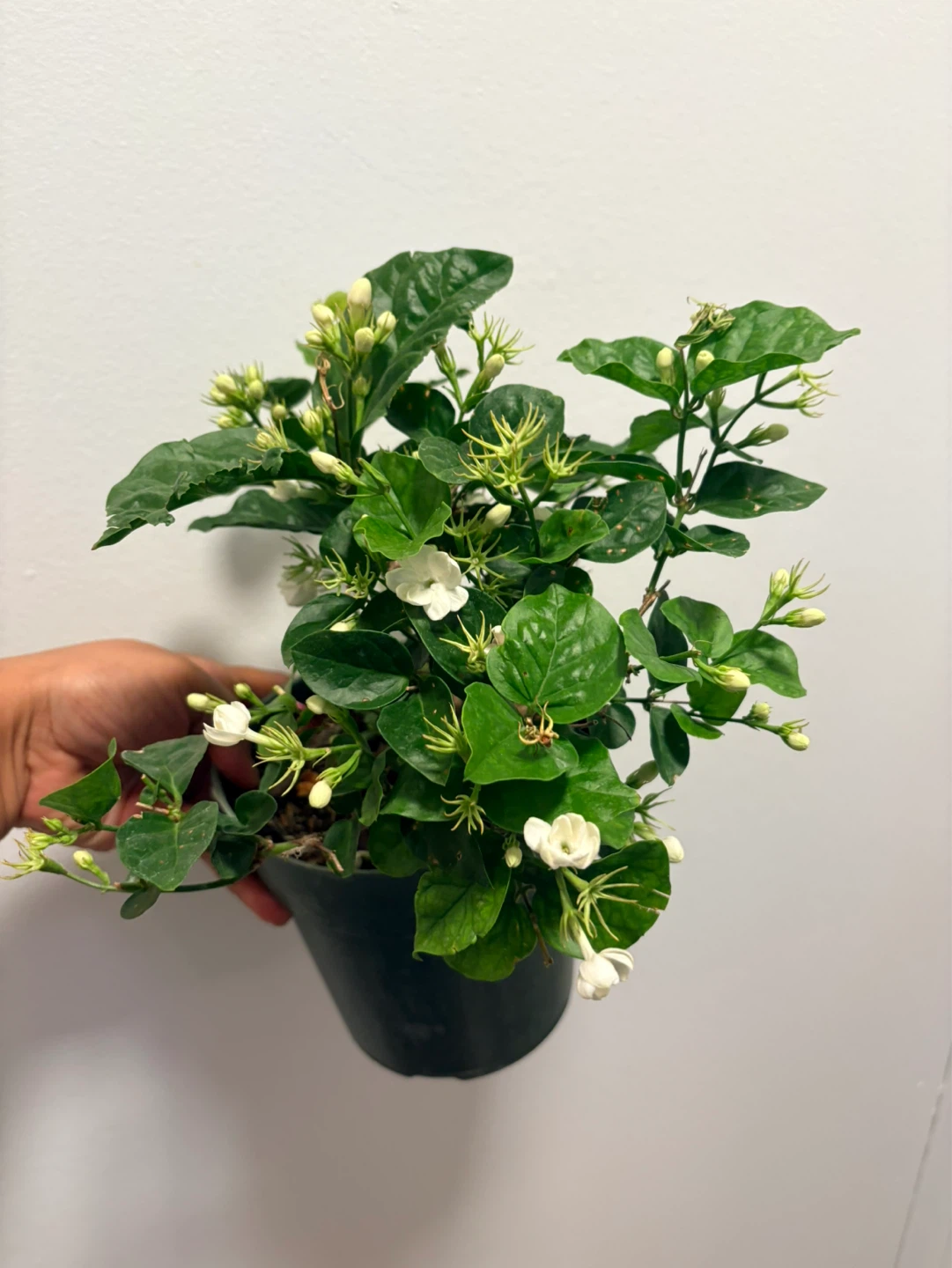 Jasmine Plant-Arabian Sambac