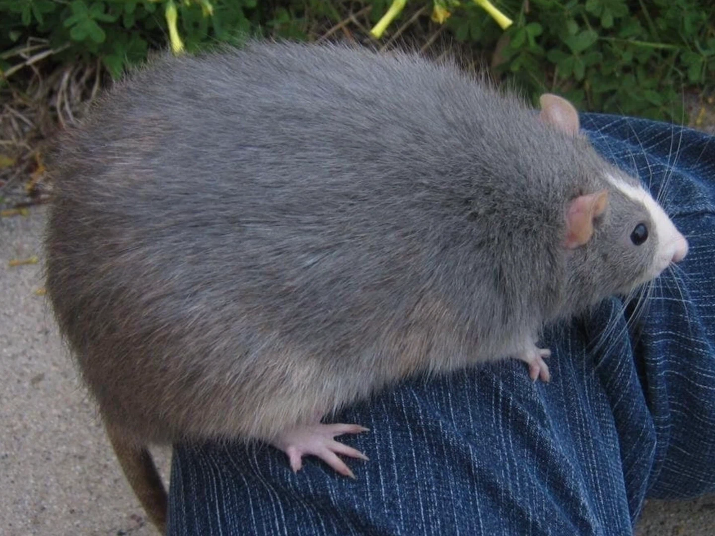 Big Rat