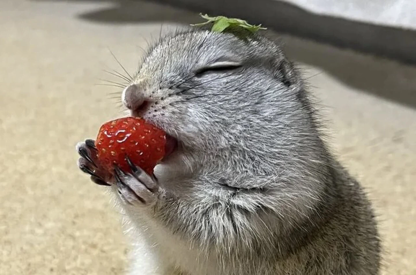 Cute Squirrel Eating a Strawberry