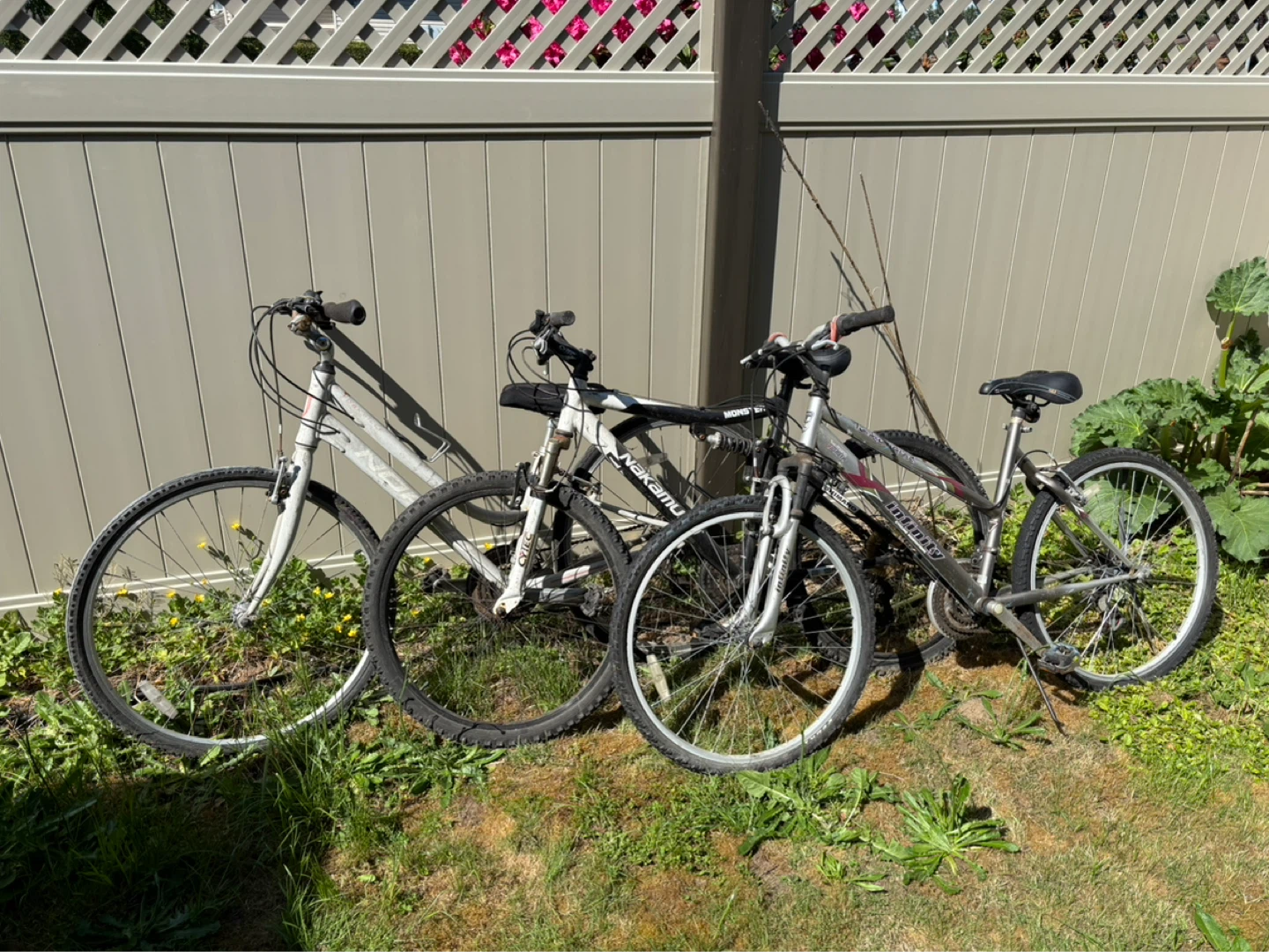 3 adult sized bikes