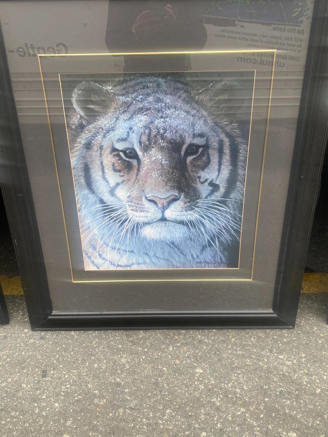 Framed Art Print - Tiger