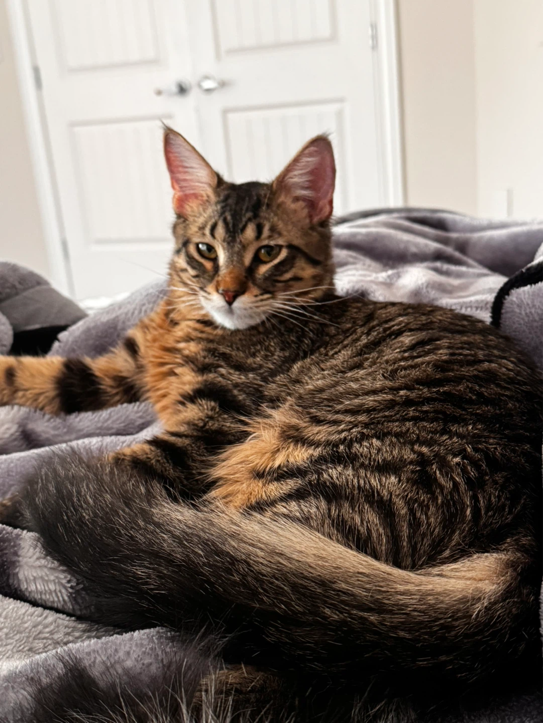 Tabby Cat - Long-haired - photo 3