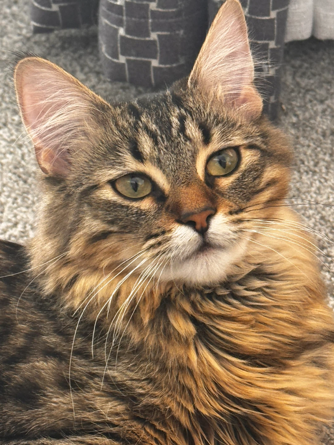 Tabby Cat - Long-haired