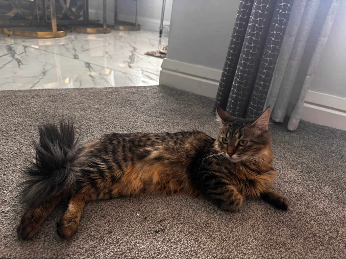 Tabby Cat - Long-haired - photo 2