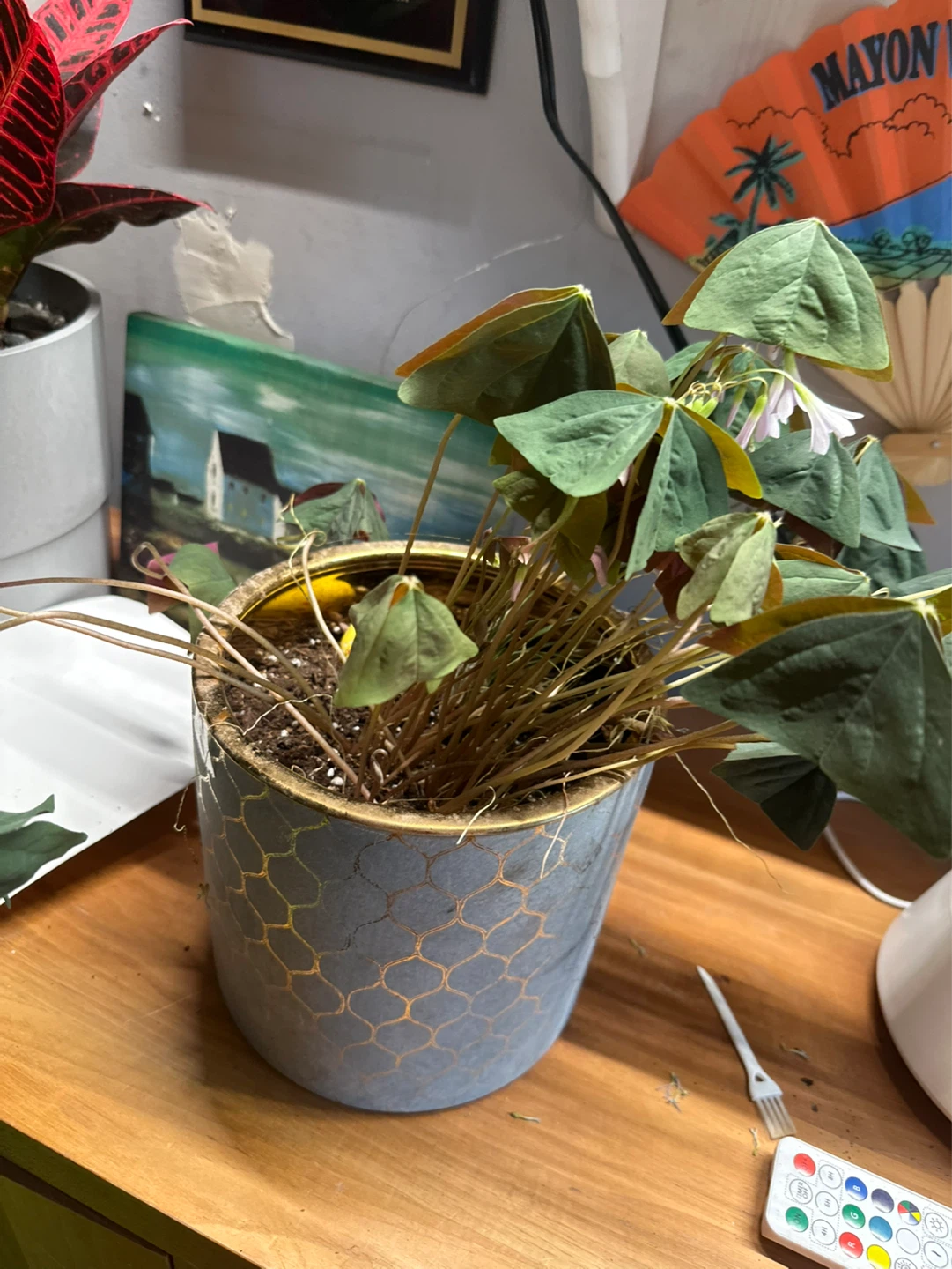 Shamrock Oxalis Plant in Decorative Pot
