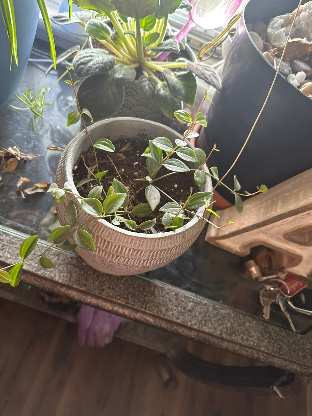 Textured Ceramic Plant Pot with plant