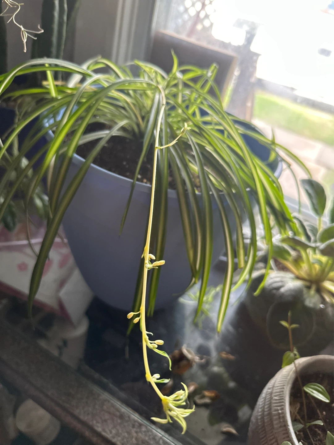 Spider Plant