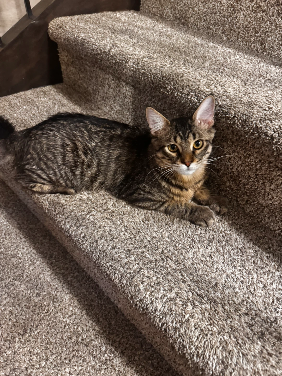 Tabby Cat - Long-haired - photo 4