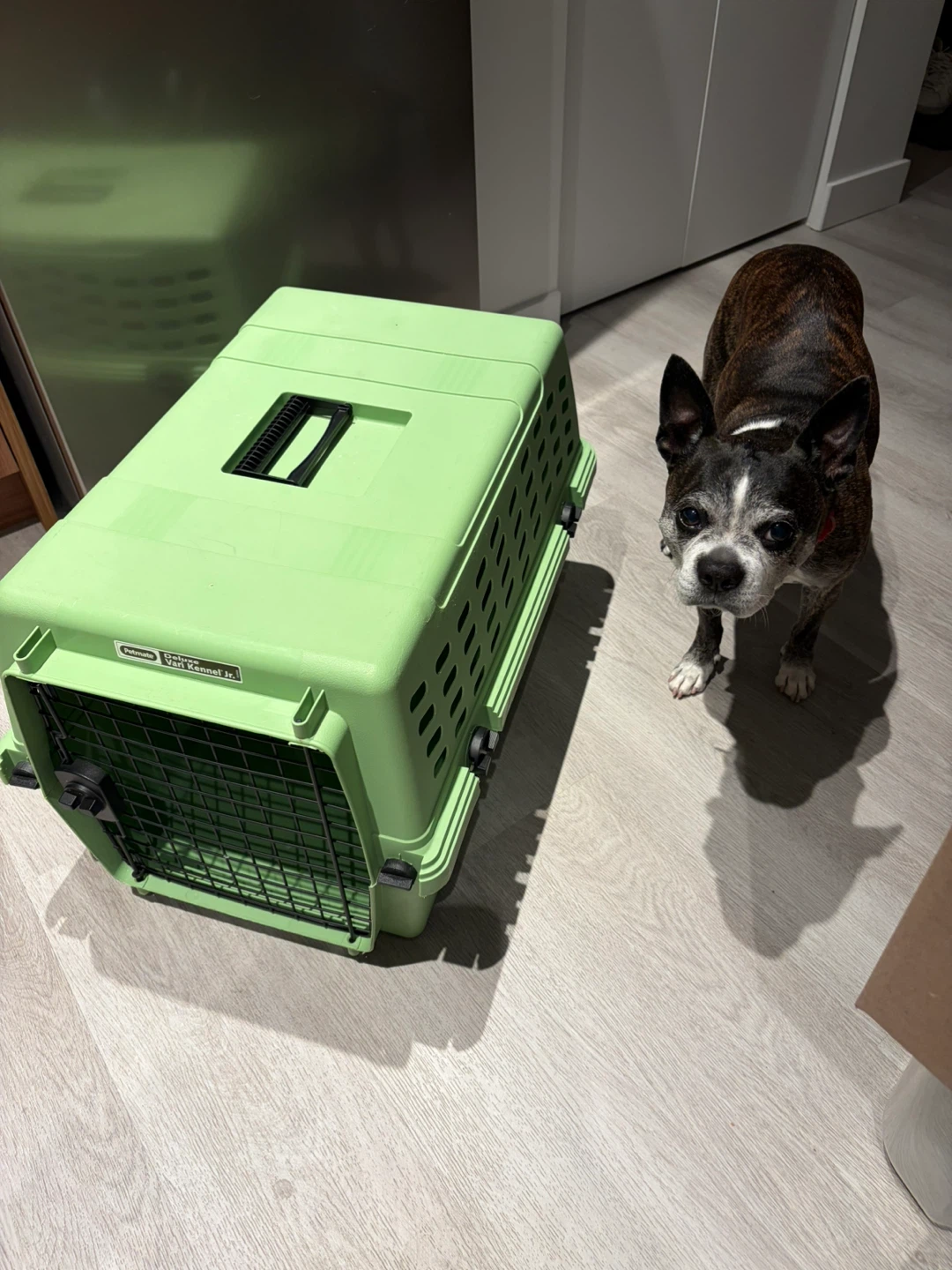 Pet carrier