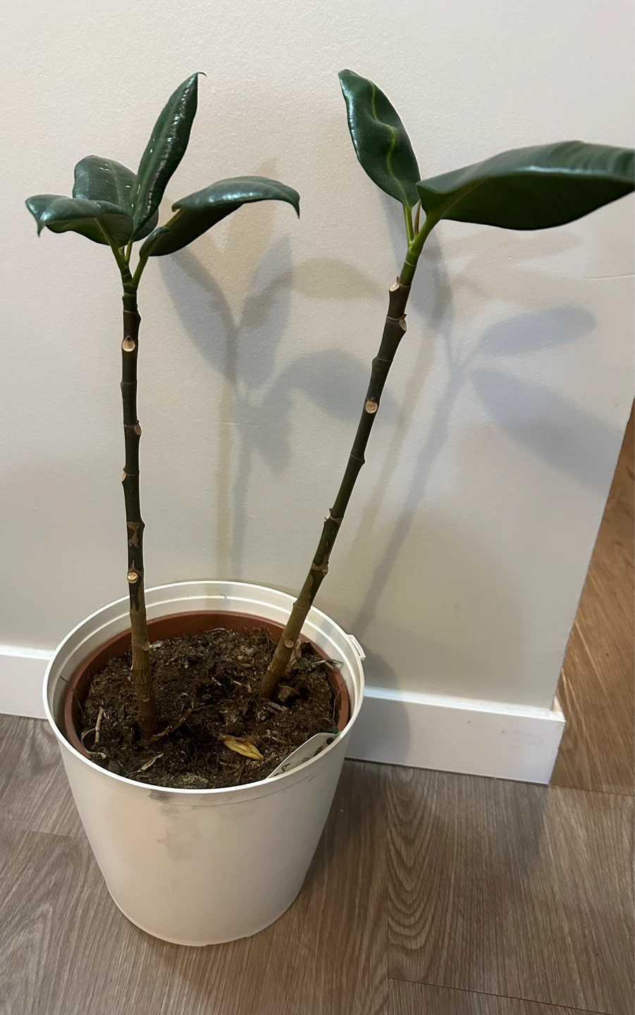 Rubber Plant (Ficus elastica) - photo 2