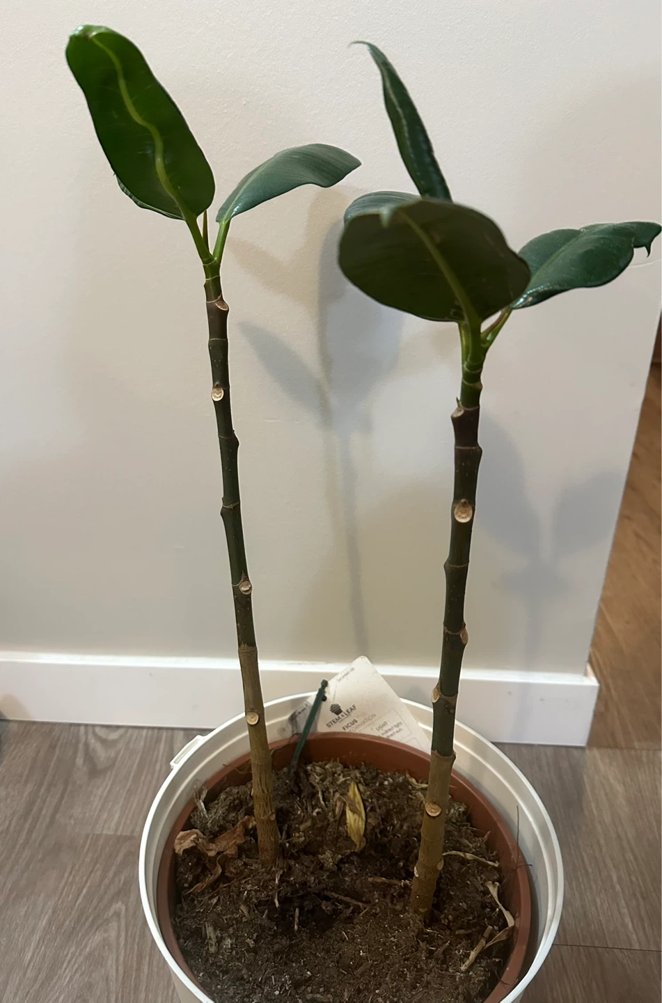 Rubber Plant (Ficus elastica)