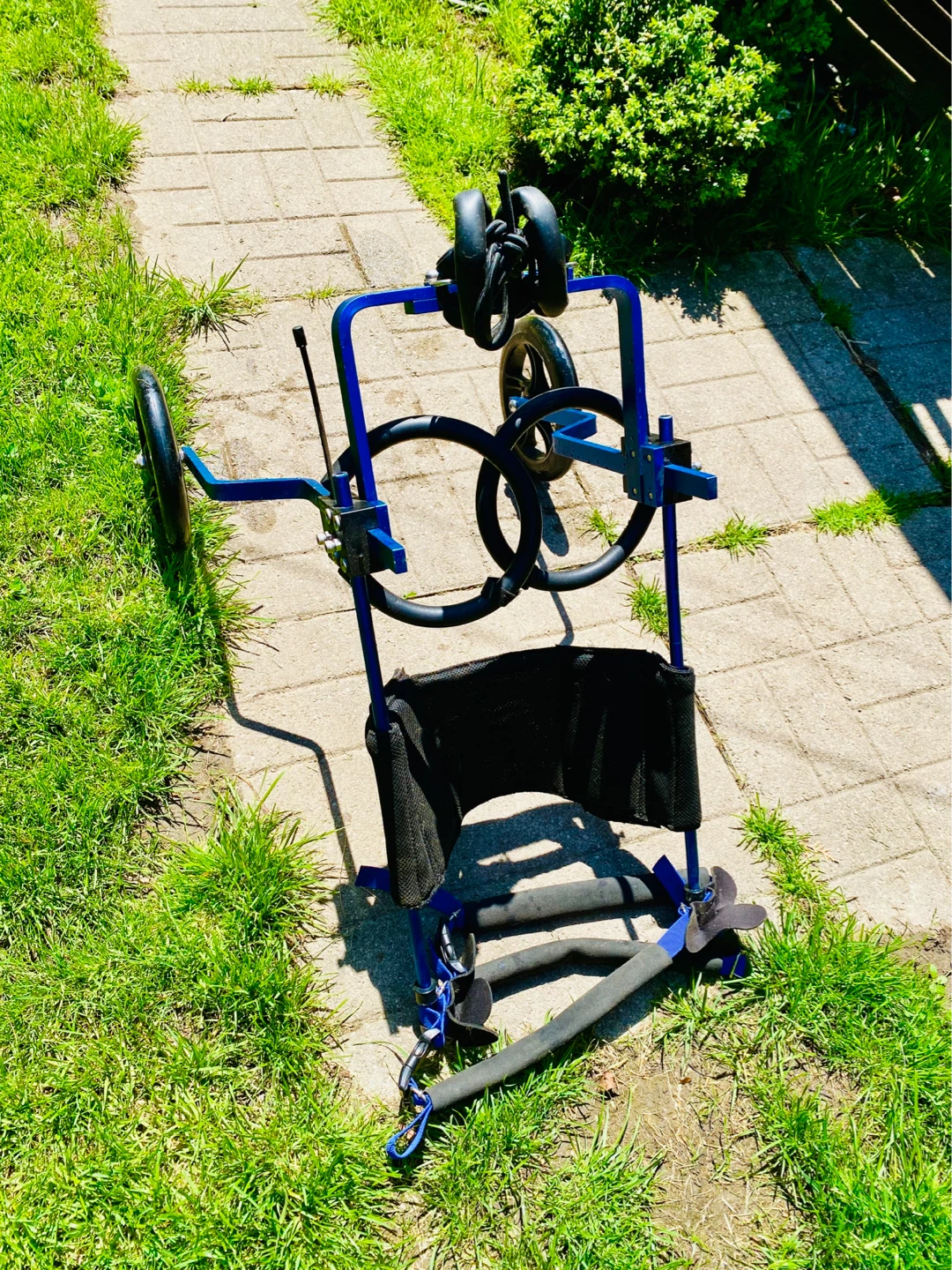 Blue Dog Wheelchair Walker - photo 3