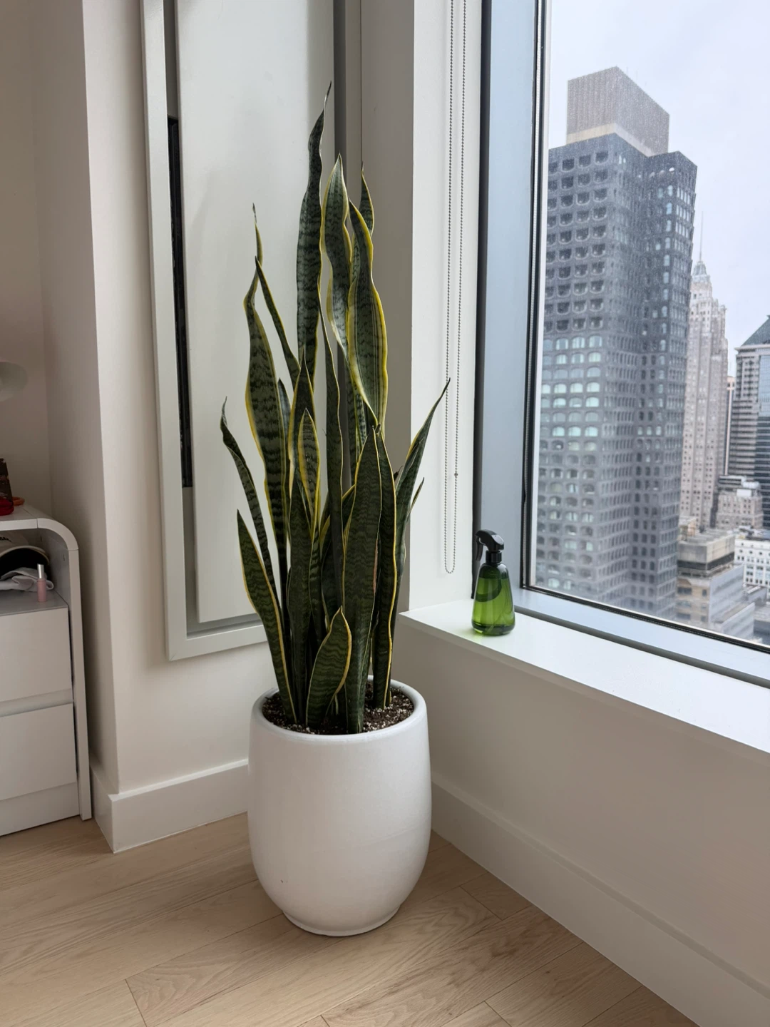Snake Plant in White Pot