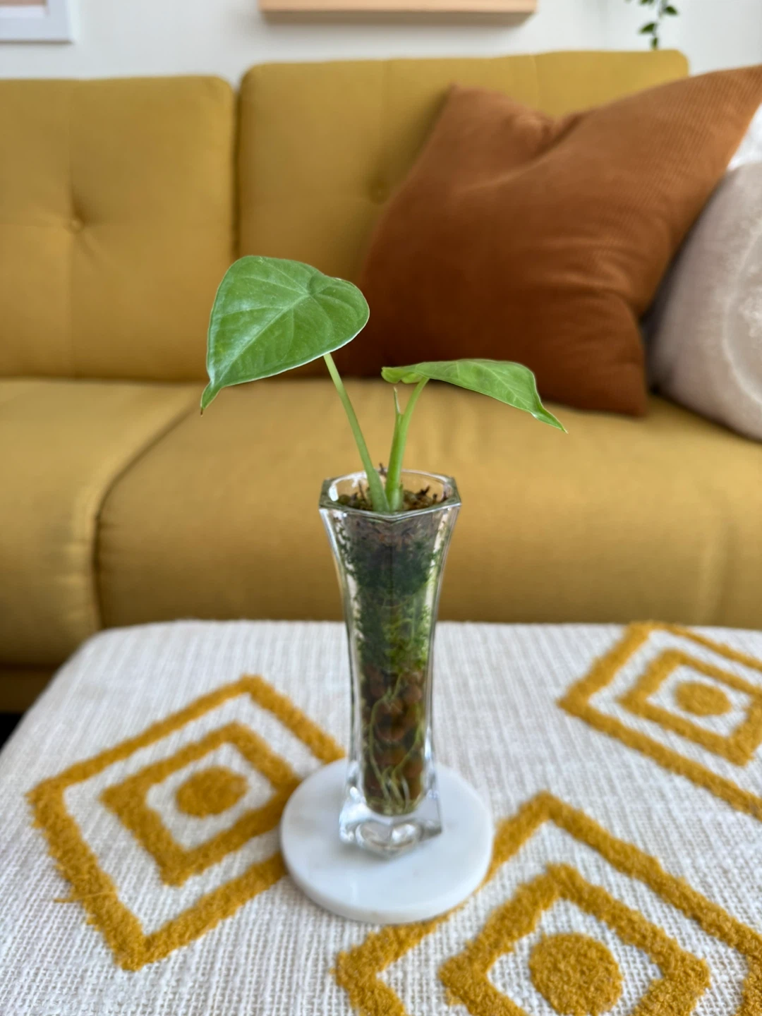 Alocasia Plant in Semi-Hydro Glass Vase