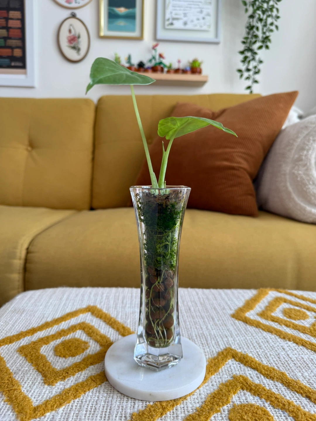 Alocasia Plant in Semi-Hydro Glass Vase - photo 3