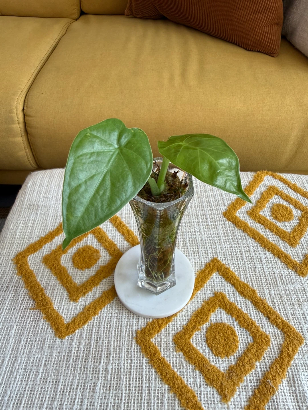 Alocasia Plant in Semi-Hydro Glass Vase - photo 2