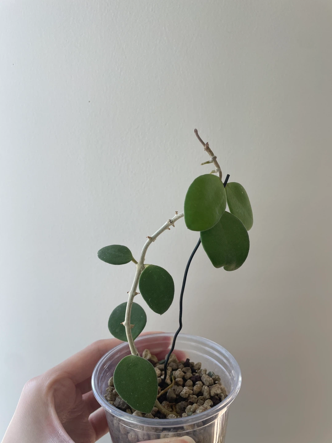 Hoya Nummalarioides Plant