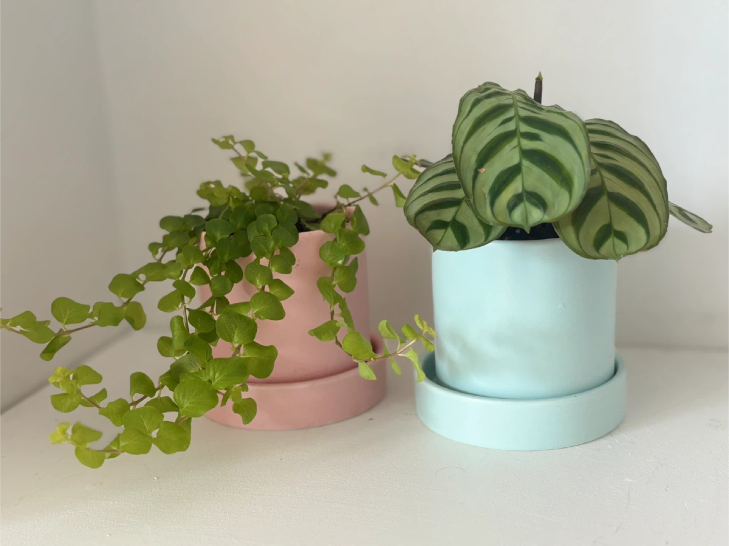 A tiny touch of nature with calming vibes ✨