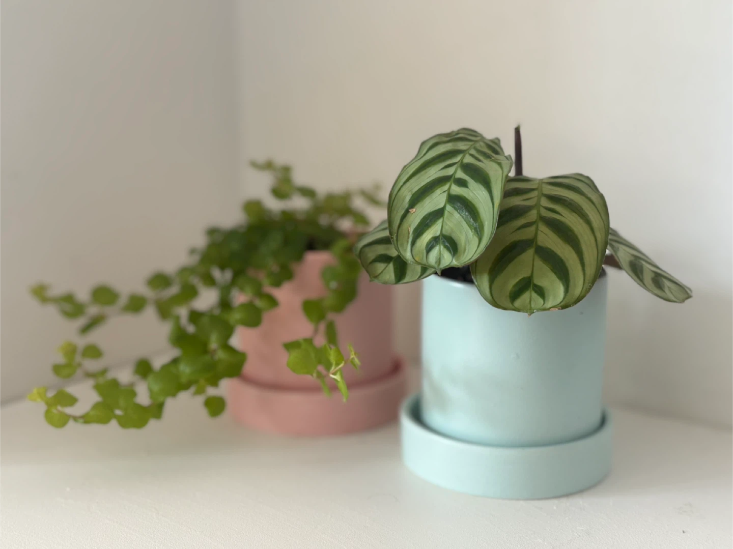 A tiny touch of nature with calming vibes ✨ - photo 3