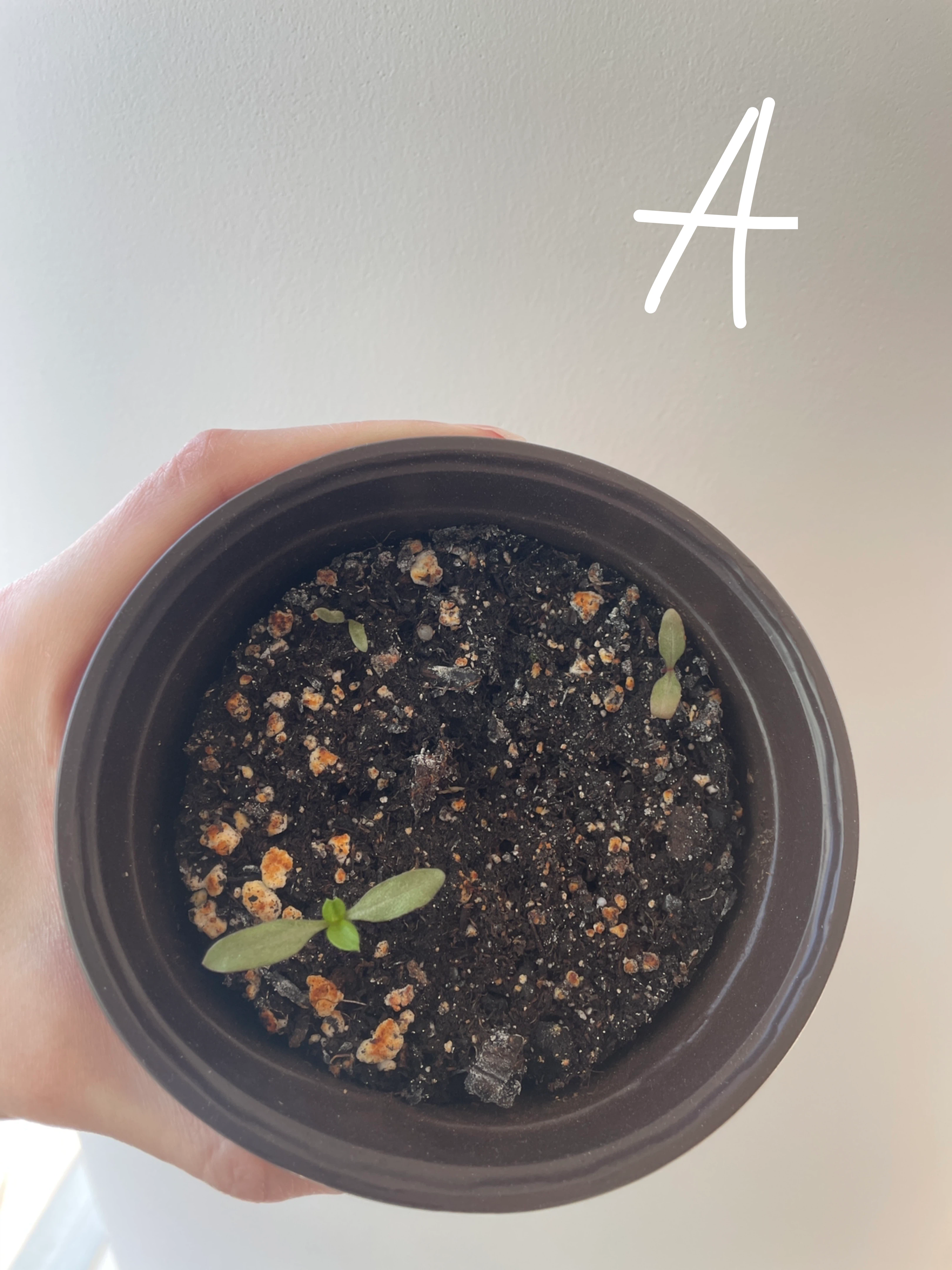 Gomphrena/Globe Amaranth flower seedlings