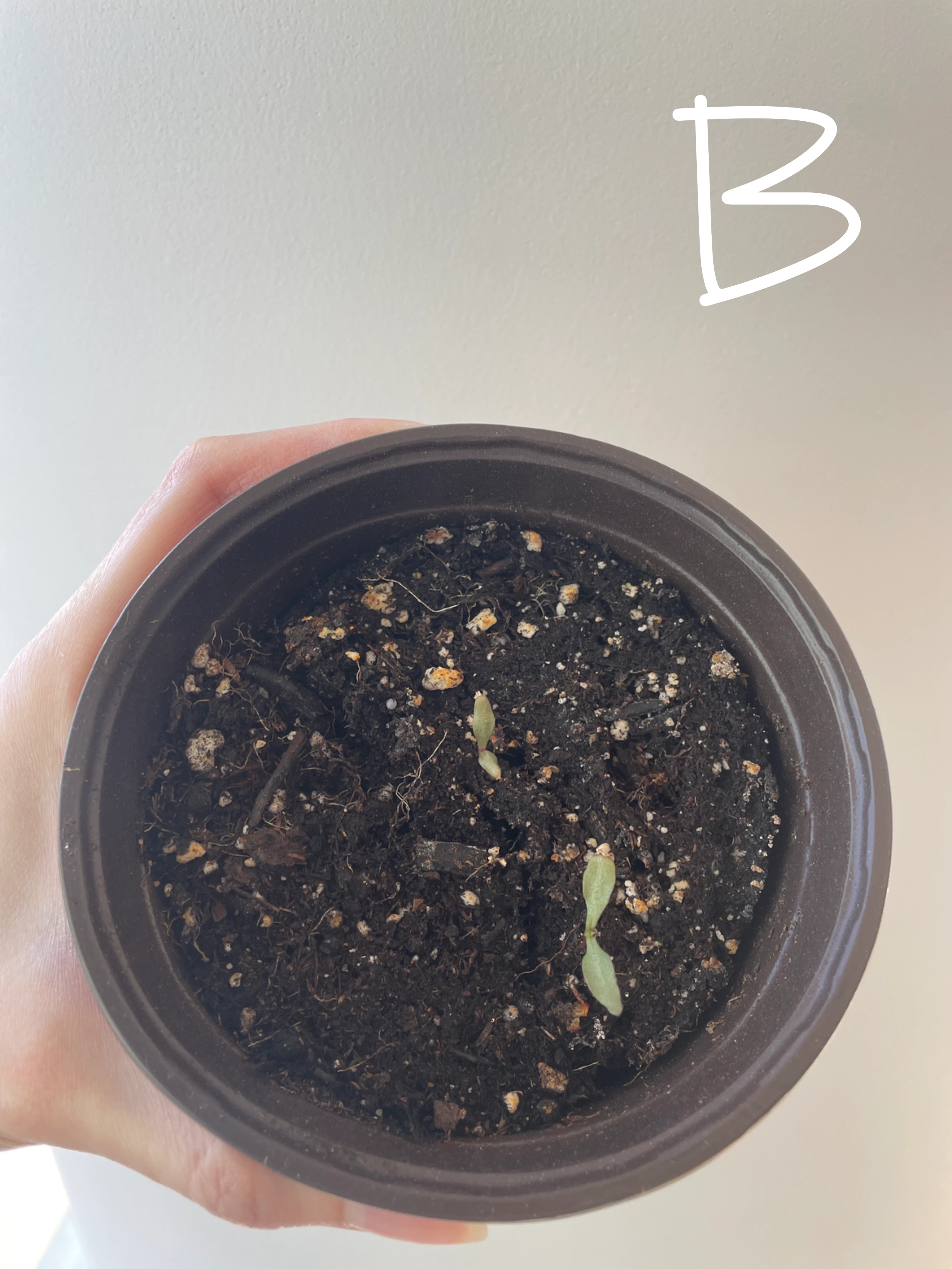 Gomphrena/Globe Amaranth flower seedlings - photo 2