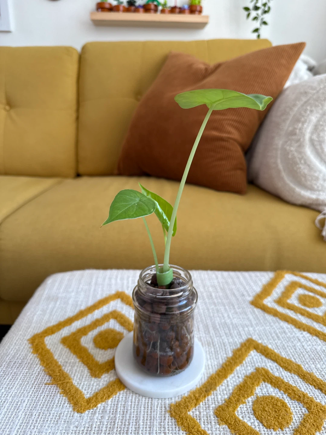 3-Leaf Alocasia Plant in Glass Jar