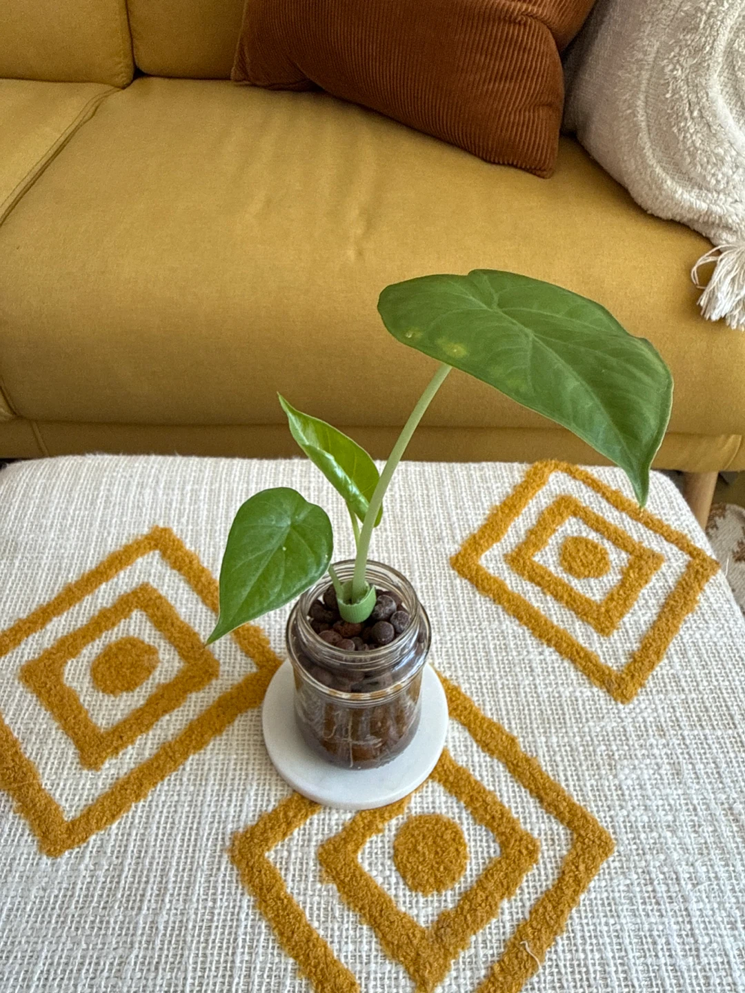 3-Leaf Alocasia Plant in Glass Jar - photo 2