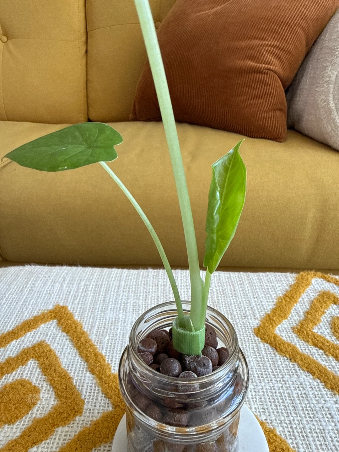 3-Leaf Alocasia Plant in Glass Jar - photo 3