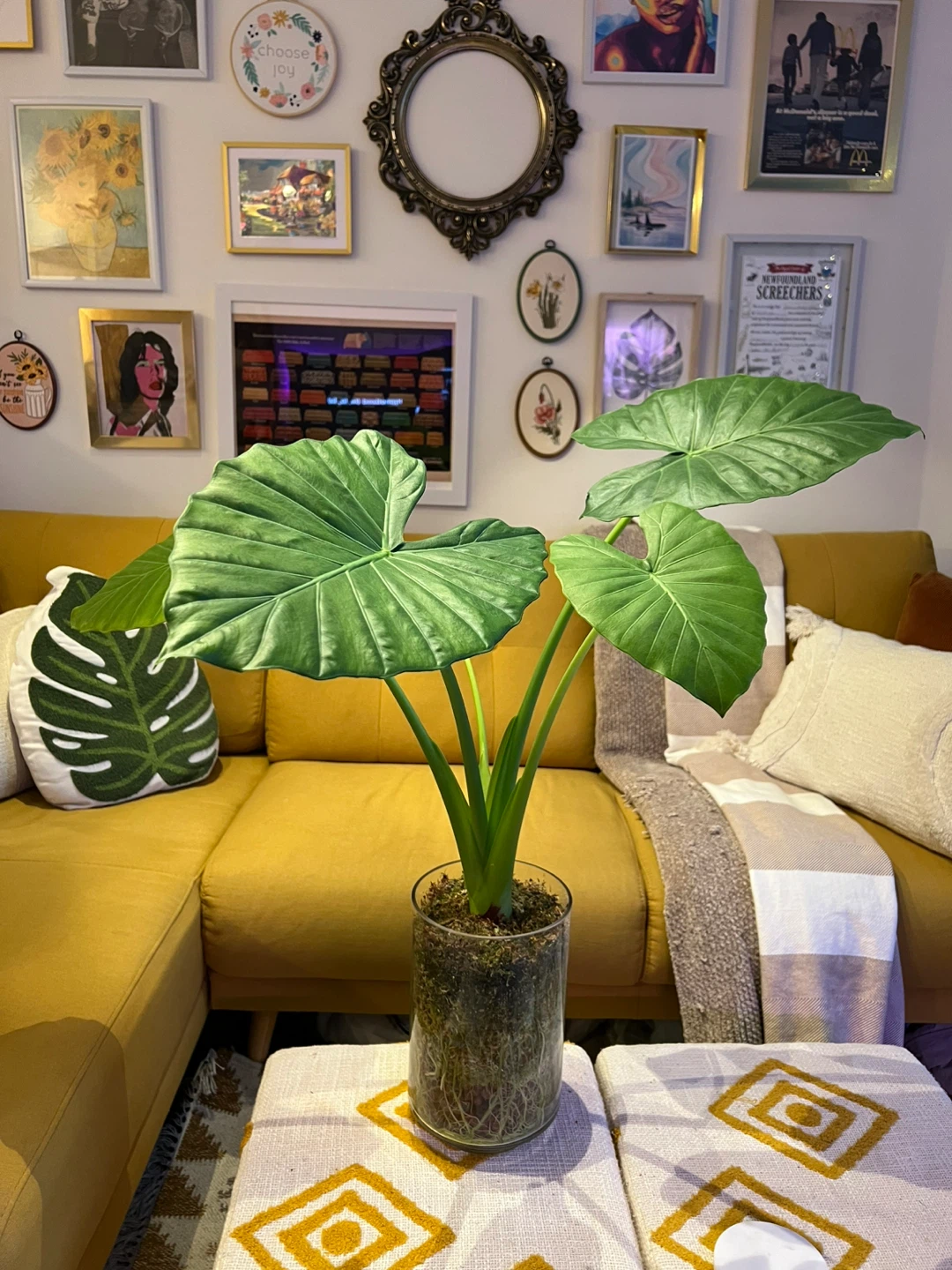3-Leaf Alocasia Plant in Glass Jar - photo 4