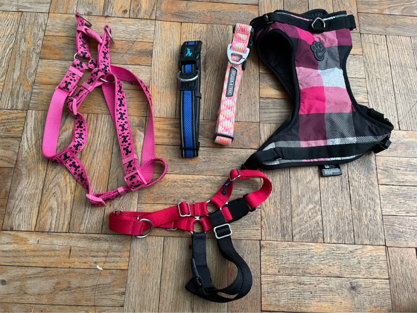 Large Dog Collars & Harnesses Lot