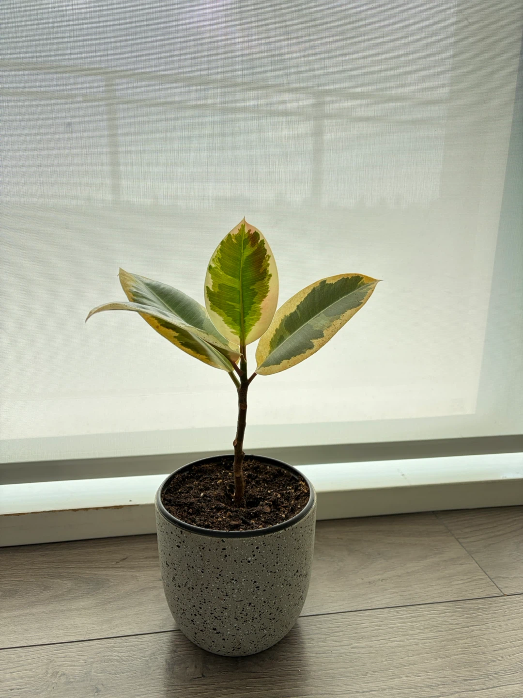 Rubber Plant - photo 3