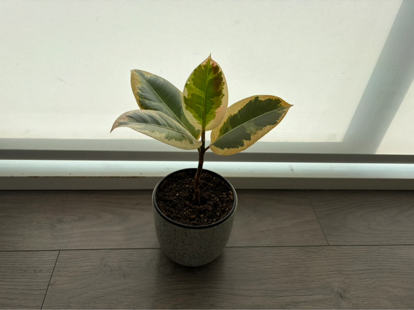 Rubber Plant - photo 2