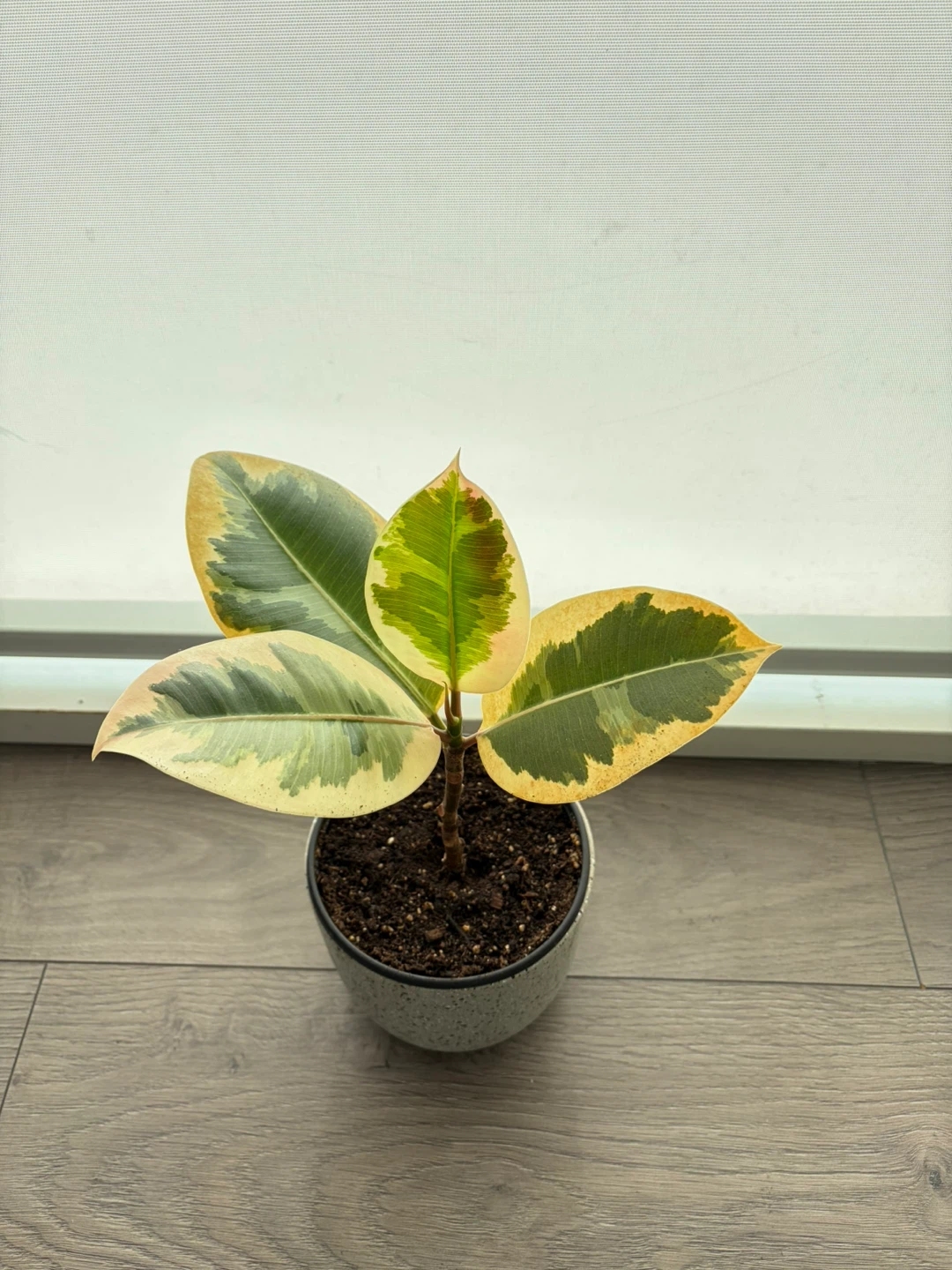 Rubber Plant
