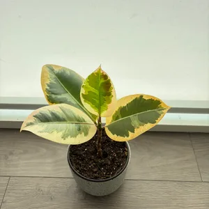 Rubber Plant