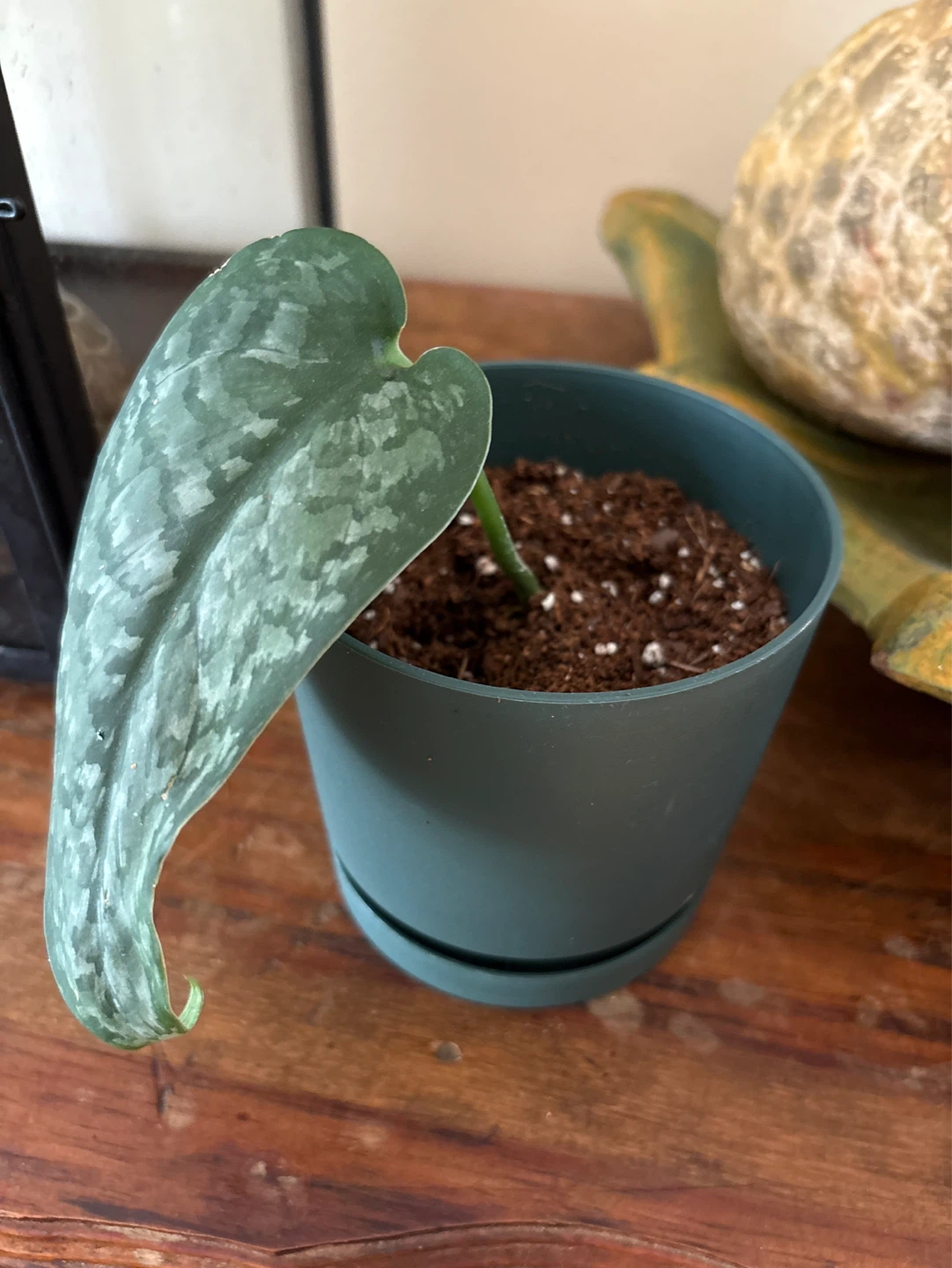 Scindapsus Pictus Argyraeus Plant