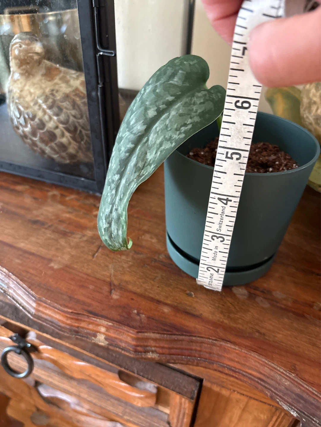 Scindapsus Pictus Argyraeus Plant - photo 3