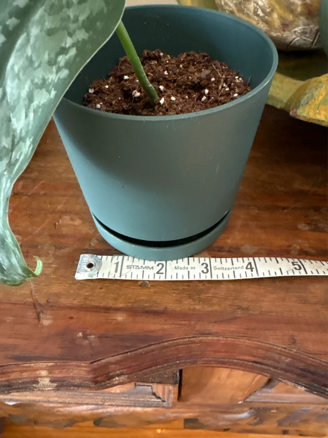 Scindapsus Pictus Argyraeus Plant - photo 2