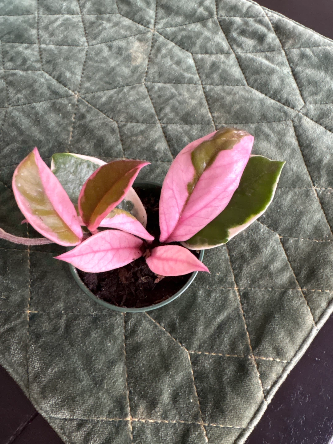 Hoya Flamingo Dream in a 2.5” growers pot