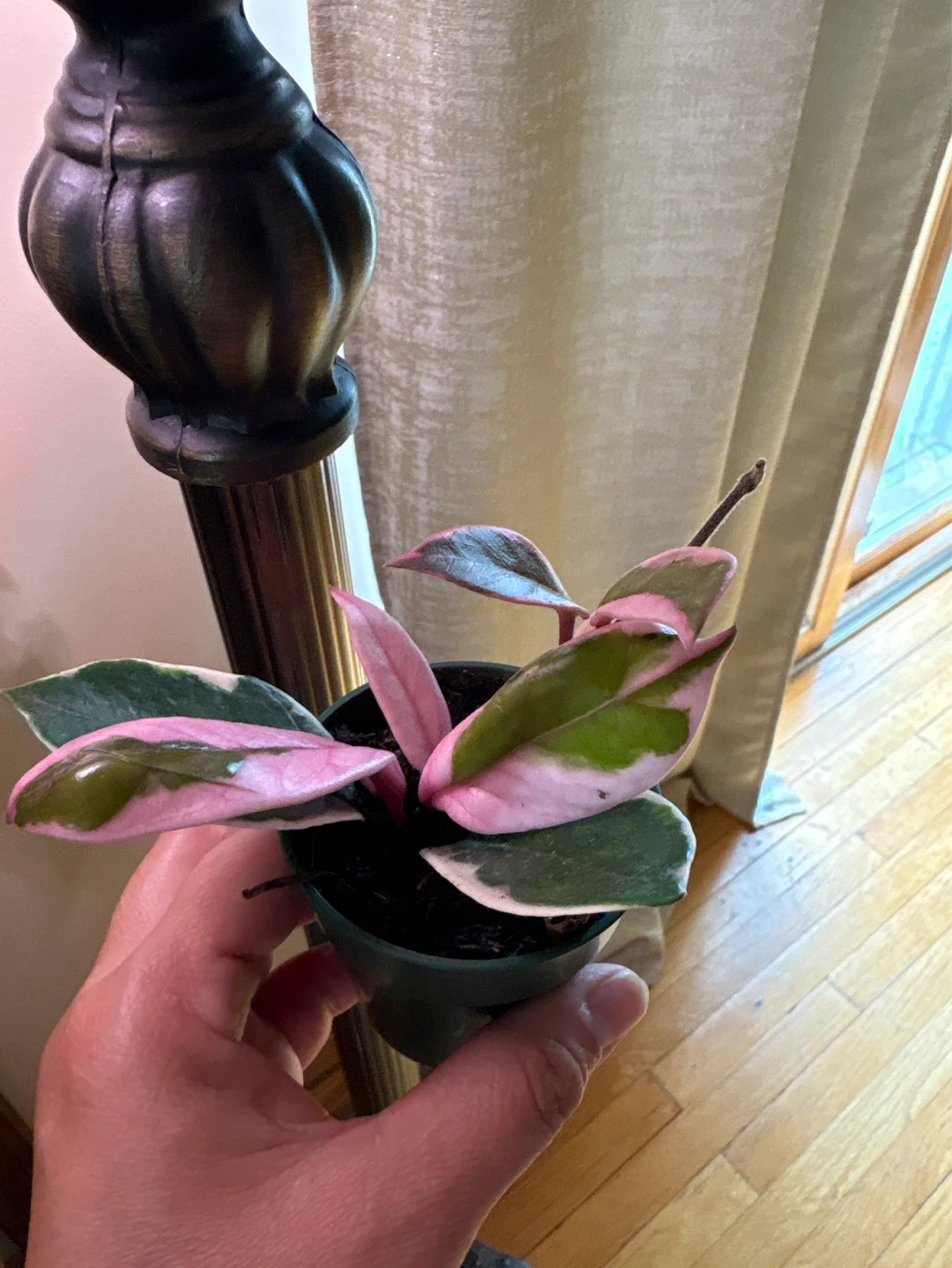 Hoya Flamingo Dream in a 2.5” growers pot - photo 2