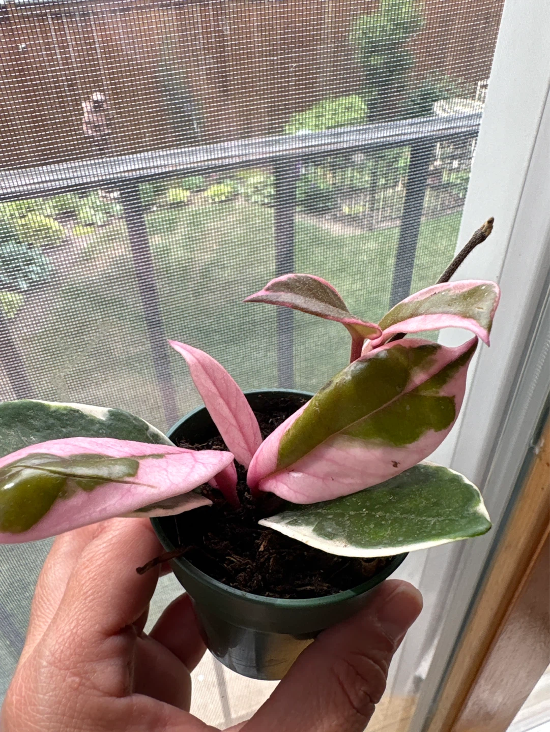 Hoya Flamingo Dream in a 2.5” growers pot - photo 3