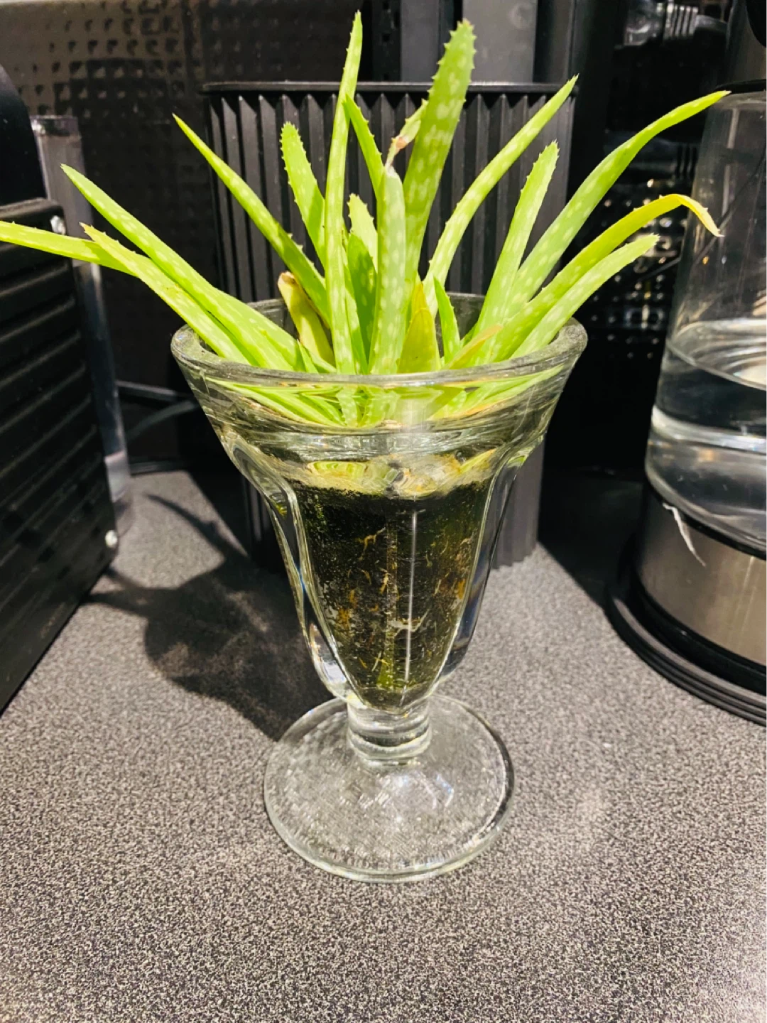 Aloe Vera Plant in Glass Goblet