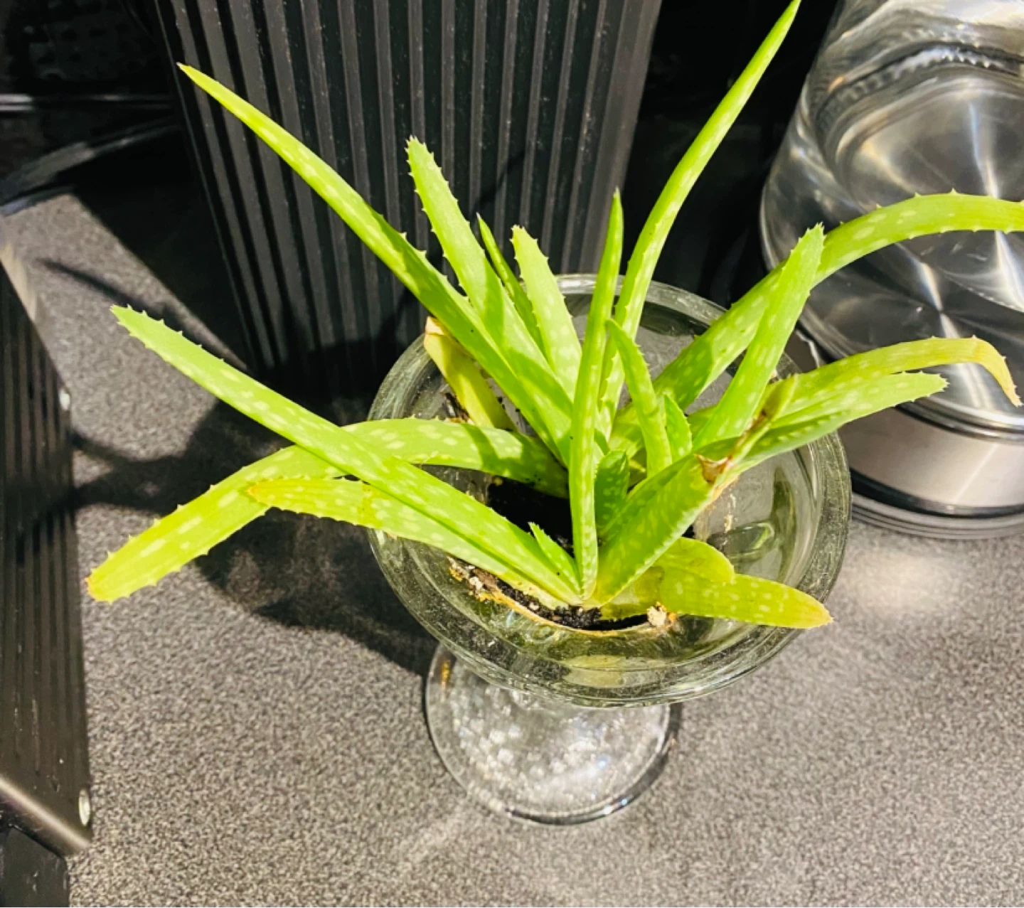 Aloe Vera Plant in Glass Goblet - photo 2
