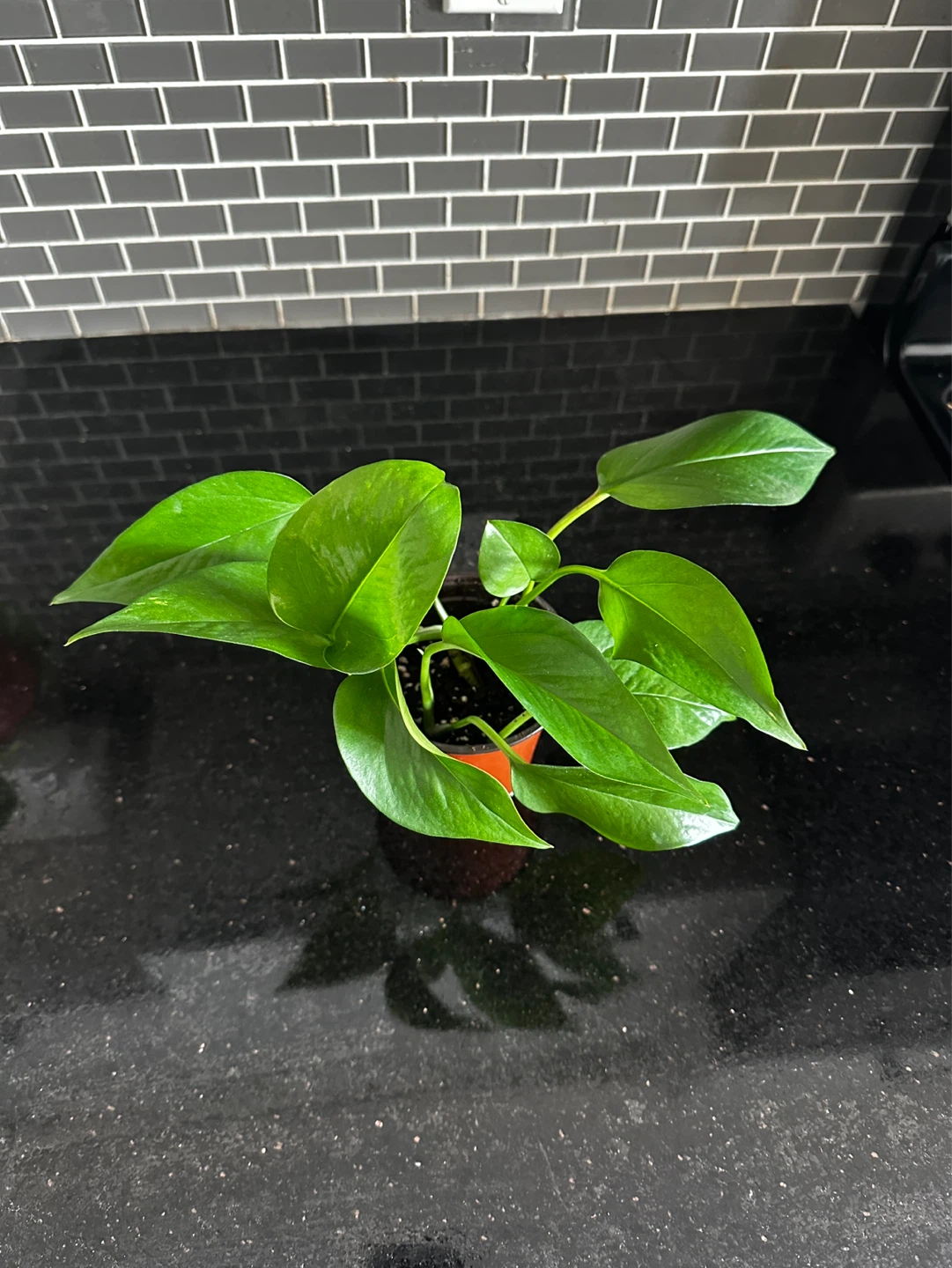 Pothos Plant in nursery pot - photo 4