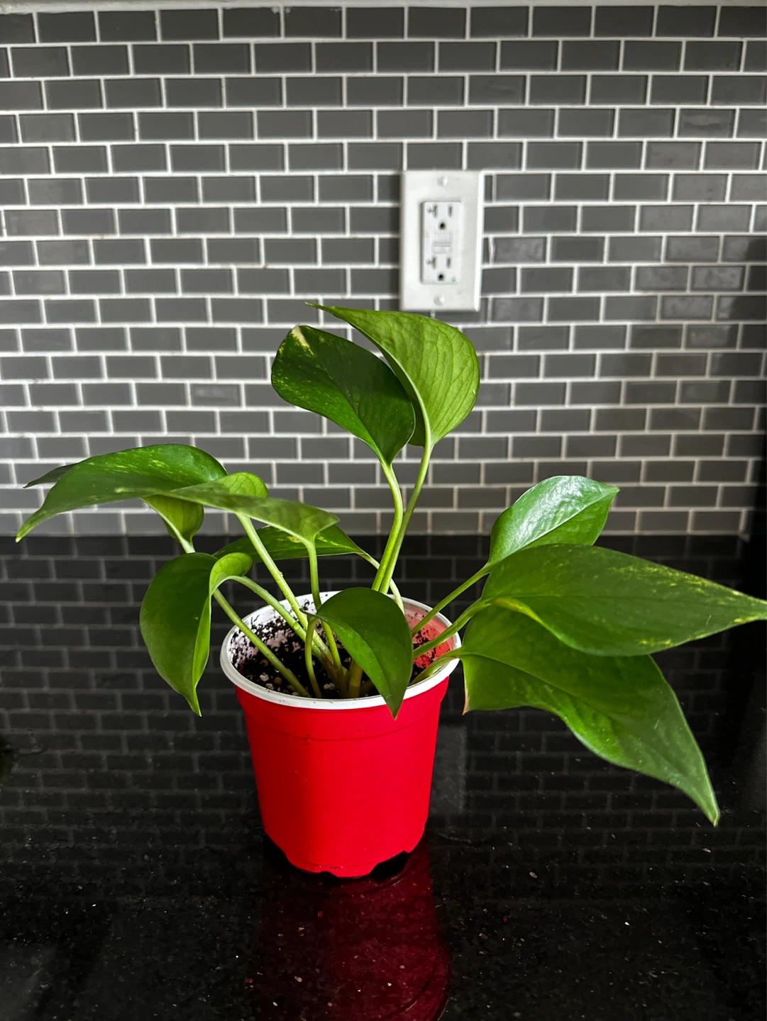 Pothos Plant in nursery pot