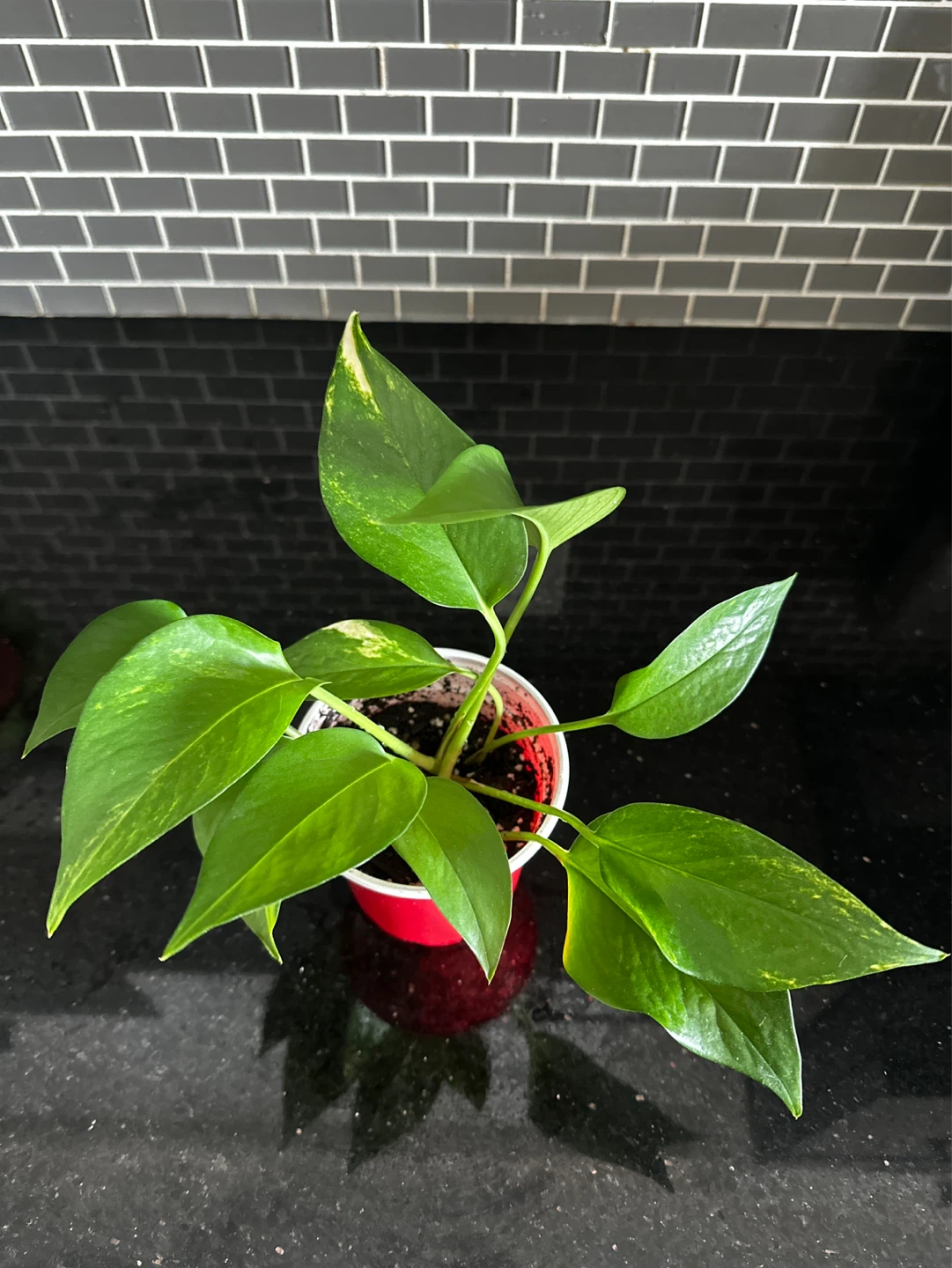 Pothos Plant in nursery pot - photo 2