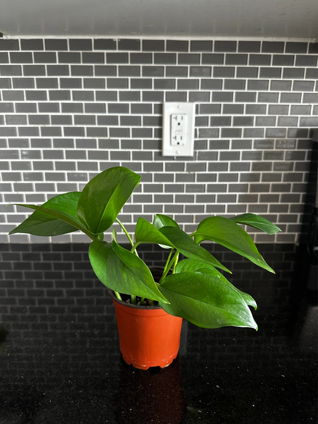 Pothos Plant in nursery pot - photo 3